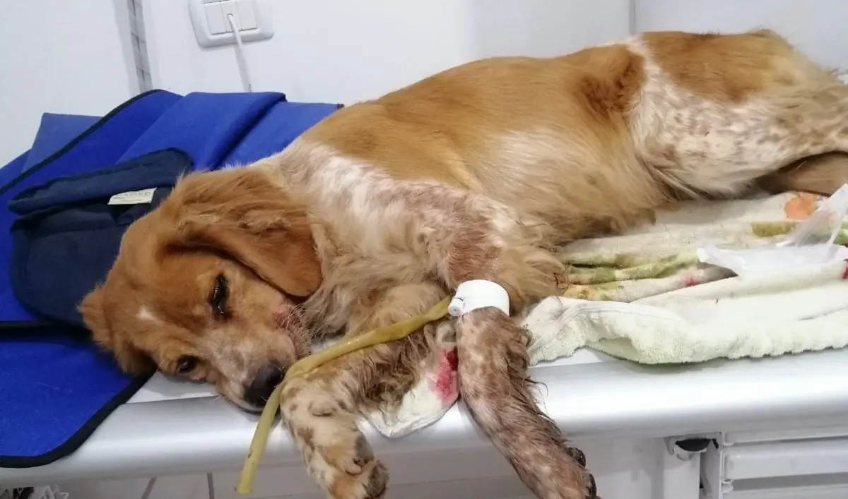 Rosa, la cagnolina abbandonata ed investita salvata dall’Enpa di Pizzo