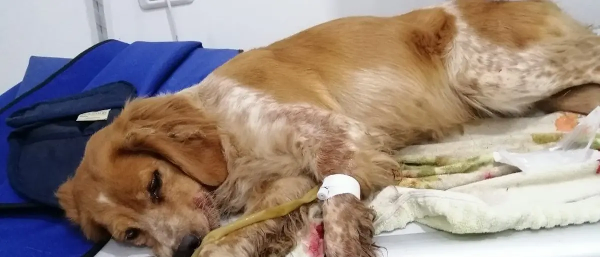 Rosa, la cagnolina abbandonata ed investita salvata dall’Enpa di Pizzo