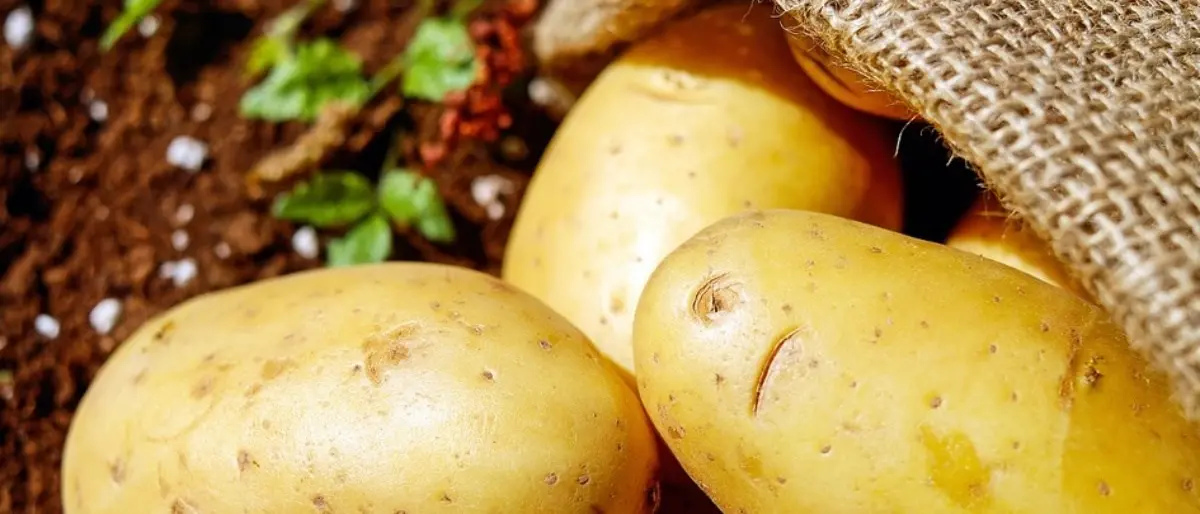 Dalla Sila alle montagne del Piemonte, nasce l’Associazione città delle patate