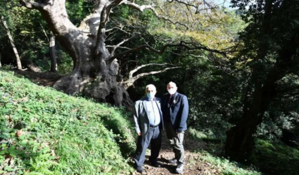 Il platano millenario di Curinga conquista il premio Albero dell’anno