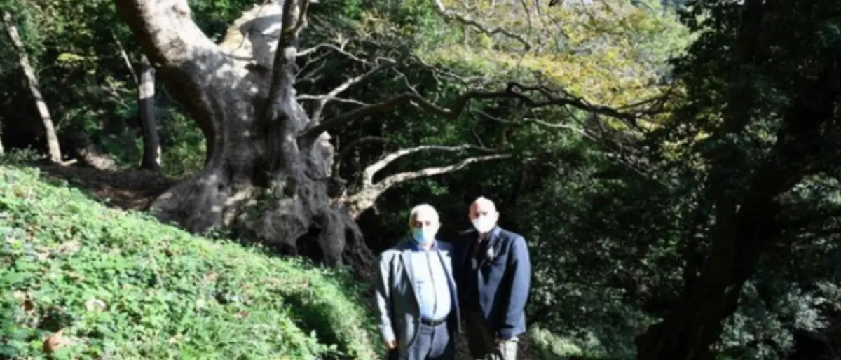 Il platano millenario di Curinga conquista il premio Albero dell’anno