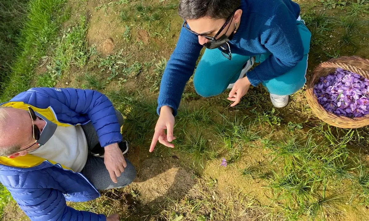 In Calabria è tempo di zafferano, in un’azienda del Cosentino inizia la raccolta