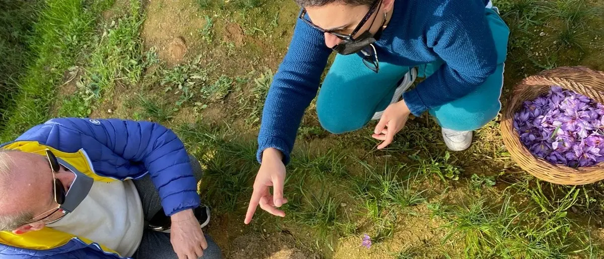 In Calabria è tempo di zafferano, in un’azienda del Cosentino inizia la raccolta