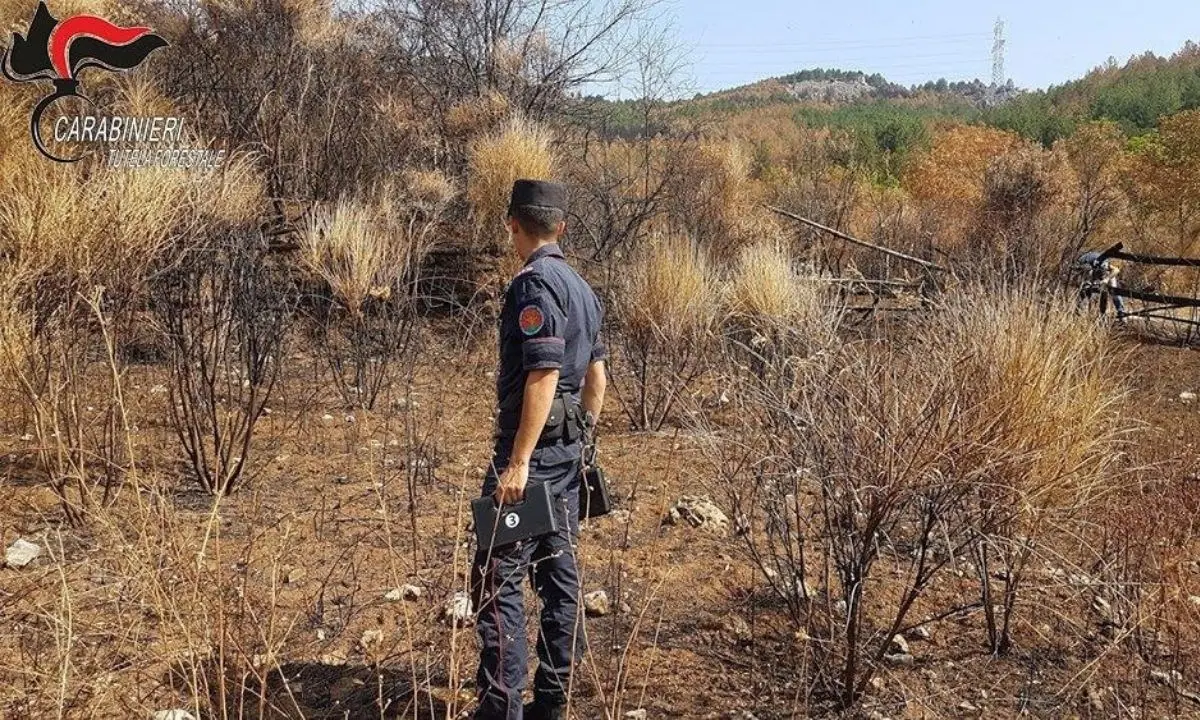 Cariati, incendiano bosco per far pascolare gli animali: denunciati due fratelli