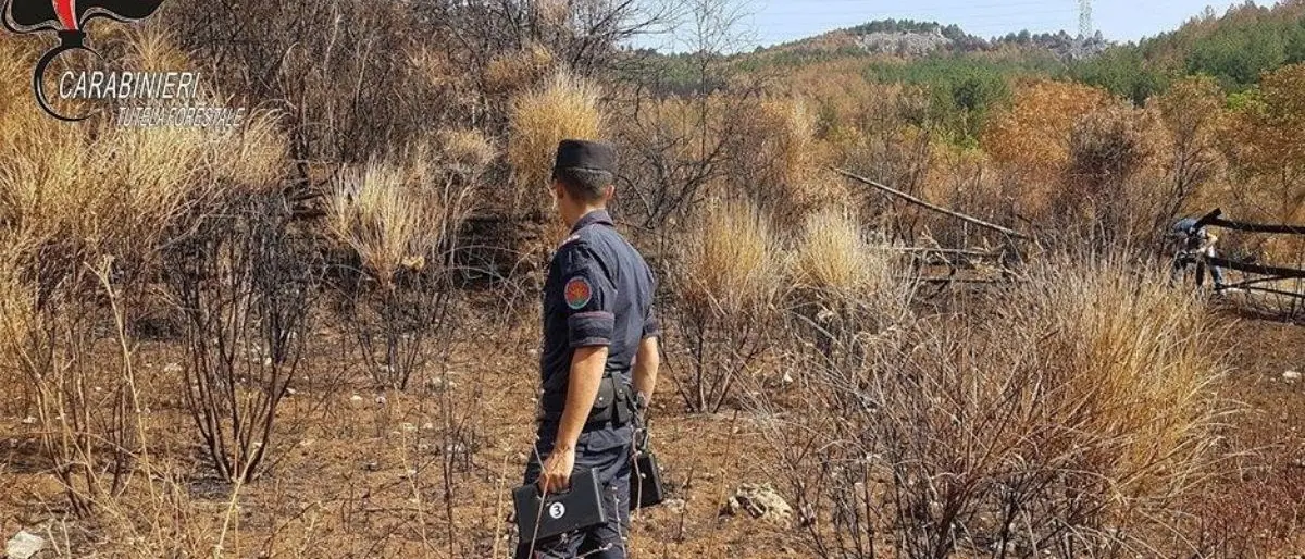 Cariati, incendiano bosco per far pascolare gli animali: denunciati due fratelli