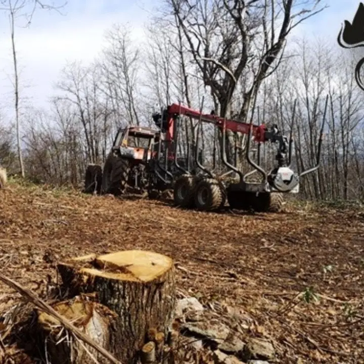 Abbattuti alberi in proprietà private e comunali: denunciato imprenditore nel Lametino
