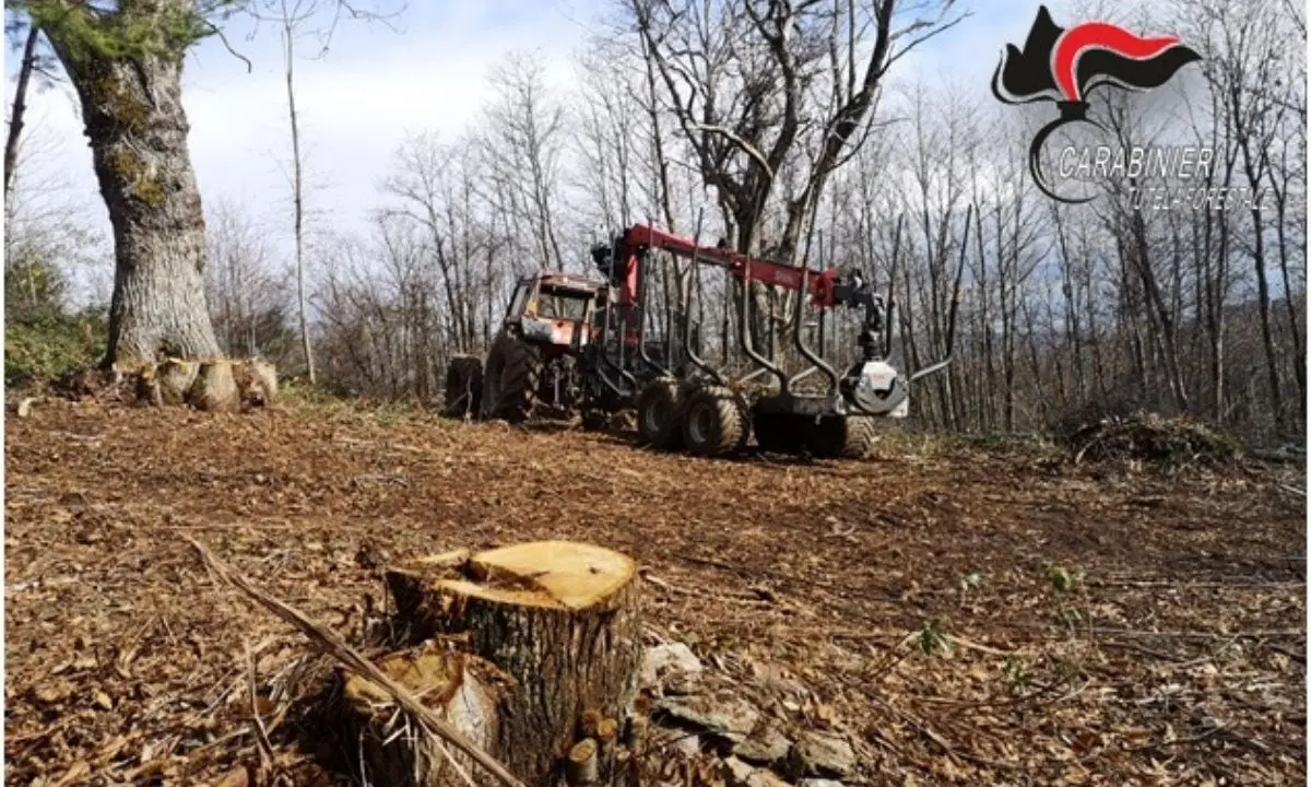 Abbattuti alberi in proprietà private e comunali: denunciato imprenditore nel Lametino