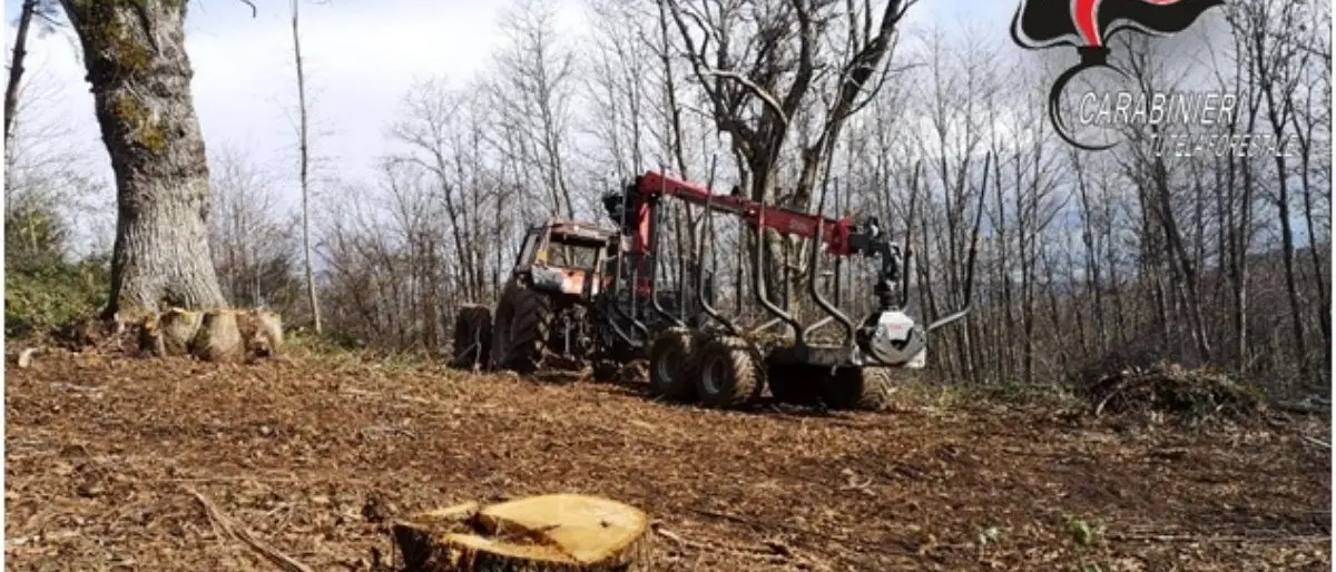 Abbattuti alberi in proprietà private e comunali: denunciato imprenditore nel Lametino