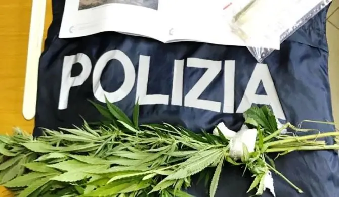 Marijuana tra i pomodori, denunciato ristoratore nel Vibonese