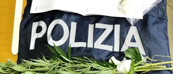 Marijuana tra i pomodori, denunciato ristoratore nel Vibonese