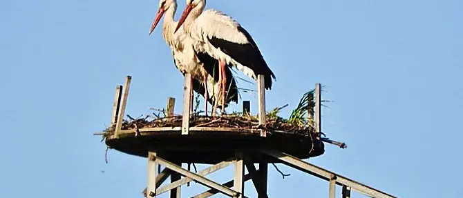 Cicogna muore folgorata dopo un contatto con la linea elettrica