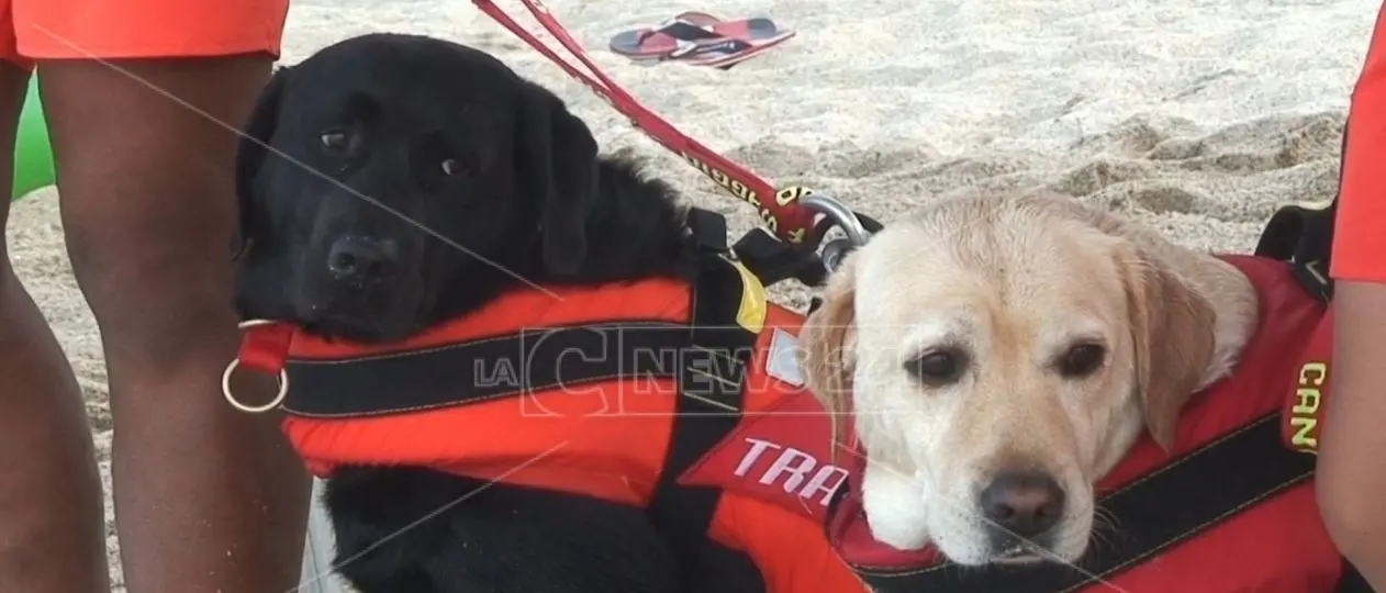 Spiagge sicure, bagnini a quattro zampe in missione a Soverato
