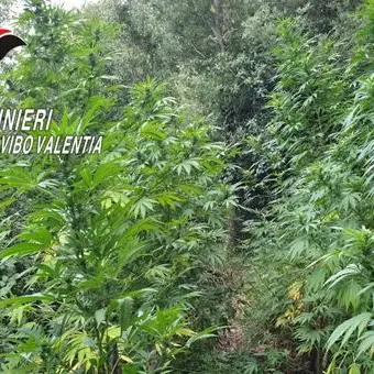 Rinvenute sette piantagioni di marijuana nelle Serre vibonesi