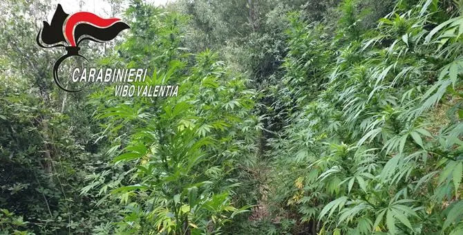 Rinvenute sette piantagioni di marijuana nelle Serre vibonesi