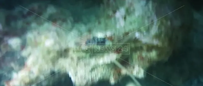 «Correte, in fondo al mare c'è una statua greca». Ma era uno scoglio