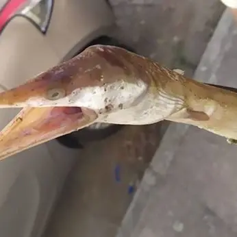 Catturato a Pizzo un rarissimo esemplare di “Serpente di mare”