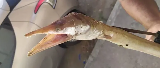 Catturato a Pizzo un rarissimo esemplare di “Serpente di mare”