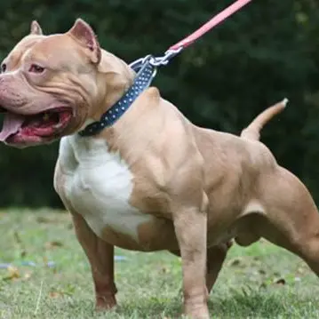 Dilaniato dal proprio pitbull, grave un uomo a Catanzaro