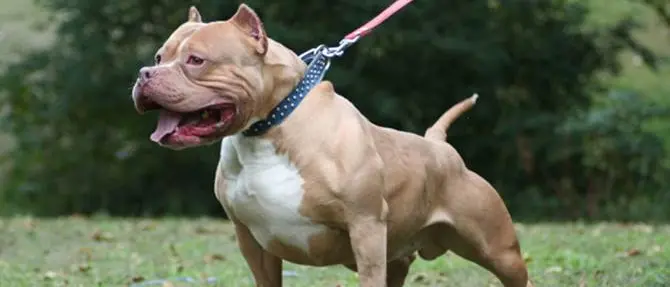 Dilaniato dal proprio pitbull, grave un uomo a Catanzaro