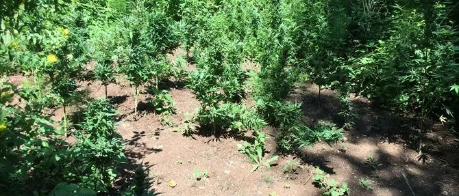 Sequestrate nel lametino due piantagioni di canapa