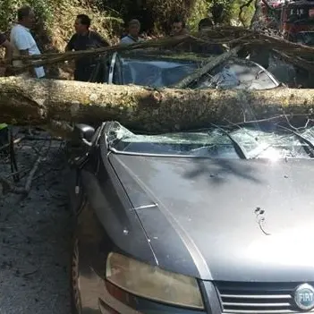 Tragedia sfiorata a Lamezia, albero si spezza e si abbatte su un'auto