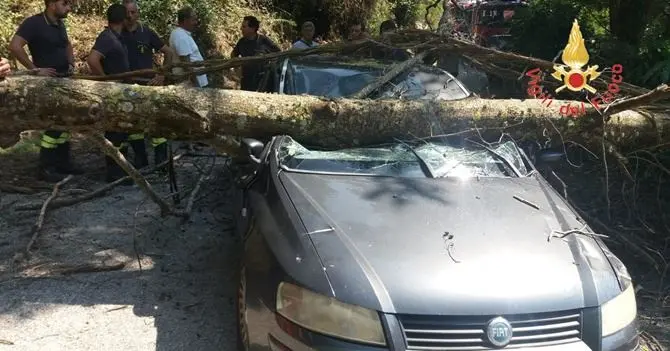 Tragedia sfiorata a Lamezia, albero si spezza e si abbatte su un'auto