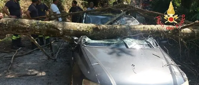 Tragedia sfiorata a Lamezia, albero si spezza e si abbatte su un'auto