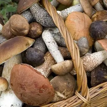 Boom di funghi, annata record al Nord. In Calabria cestini pieni solo in Sila