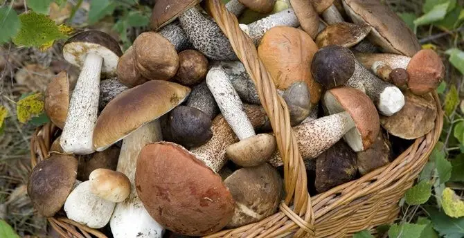 Boom di funghi, annata record al Nord. In Calabria cestini pieni solo in Sila