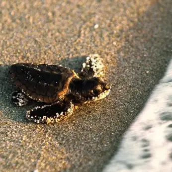 Lo spettacolo delle tartarughe, 45 piccole nate sulla spiaggia di Sibari