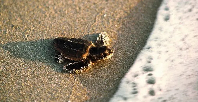 Lo spettacolo delle tartarughe, 45 piccole nate sulla spiaggia di Sibari