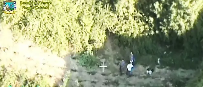 Oltre 500 piante di marijuana nel Reggino, arrestati due “coltivatori”