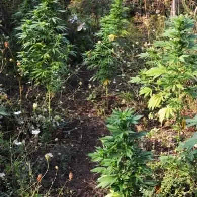 Piantagione di marijuana sequestrata e distrutta nel Reggino