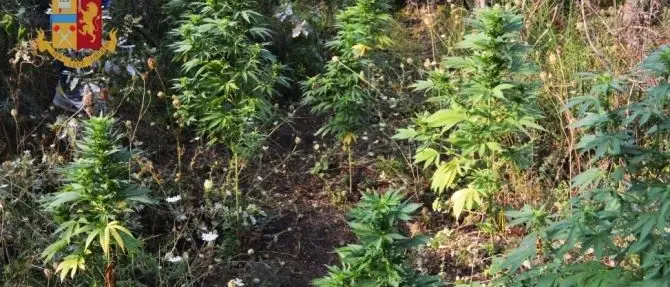 Piantagione di marijuana sequestrata e distrutta nel Reggino