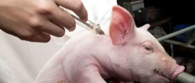 Veterinari delle Asp ingaggiati dalla Regione e pagati due volte