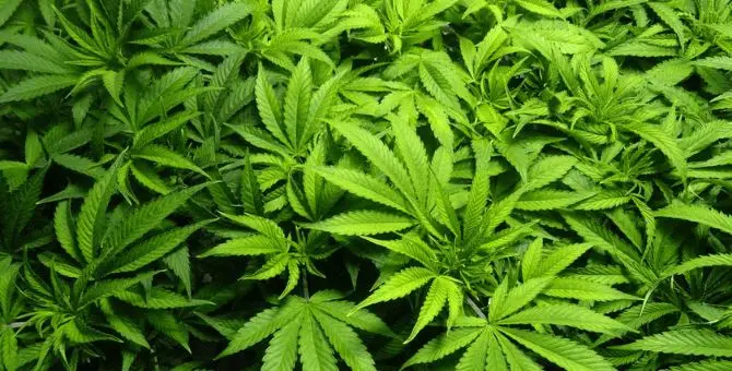 Vasta piantagione di marijuana nel Cosentino, due arresti