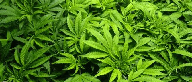 Vasta piantagione di marijuana nel Cosentino, due arresti