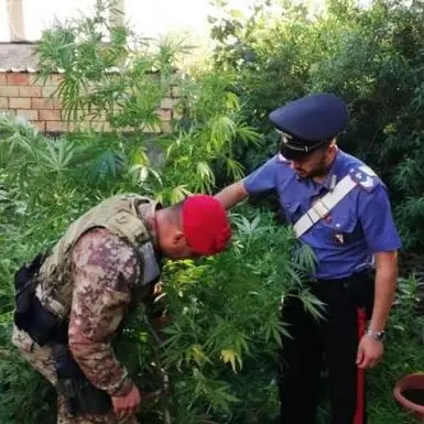 Marijuana coltivata nei vasi sequestrata e distrutta nel Reggino