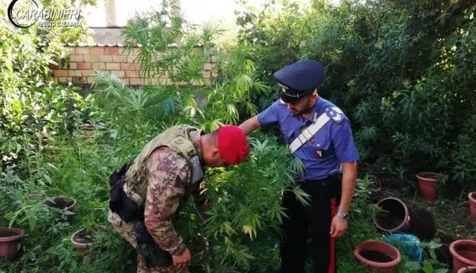 Marijuana coltivata nei vasi sequestrata e distrutta nel Reggino