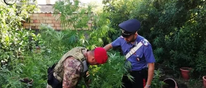 Marijuana coltivata nei vasi sequestrata e distrutta nel Reggino