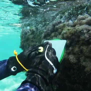 Straordinaria scoperta nel mare calabrese, individuato un raro mollusco