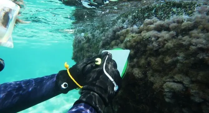 Straordinaria scoperta nel mare calabrese, individuato un raro mollusco