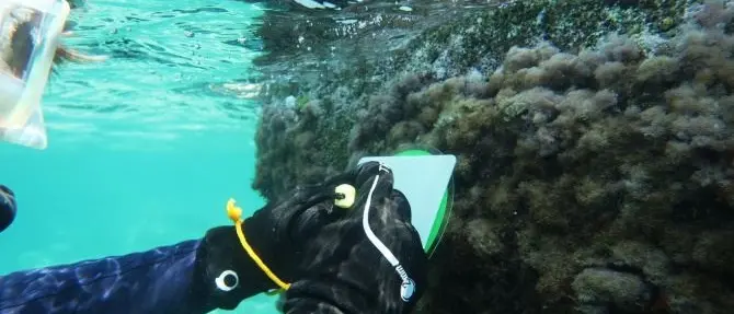 Straordinaria scoperta nel mare calabrese, individuato un raro mollusco