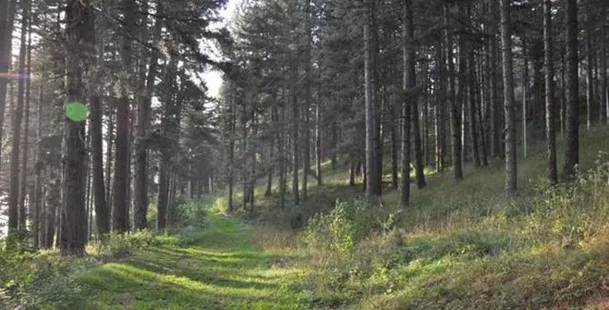 Anziano in cerca di funghi scompare in Sila, al via le ricerche