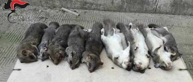 Aveva nove ghiri congelati in una legnaia: denunciato 73enne reggino