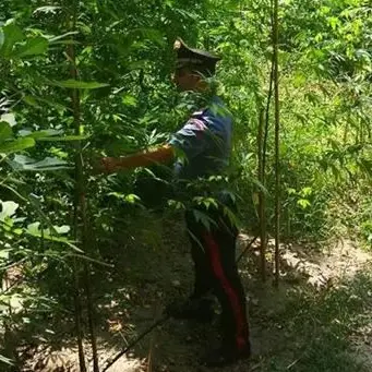 Piantagione di canapa scoperta nel Reggino, arrestato un giovane