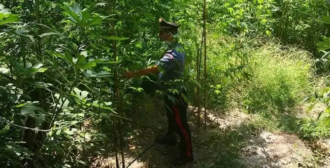 Piantagione di canapa scoperta nel Reggino, arrestato un giovane