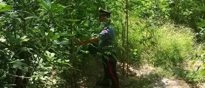 Piantagione di canapa scoperta nel Reggino, arrestato un giovane