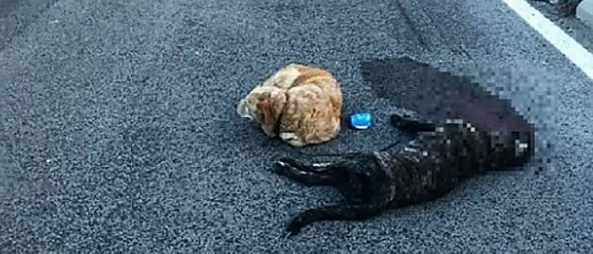 Cane veglia l’amica travolta e uccisa da un’auto pirata