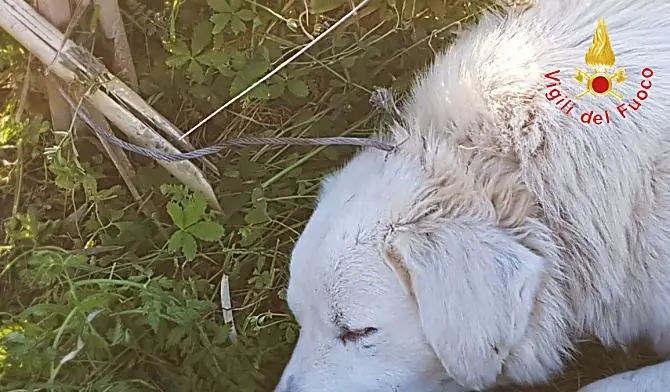 Cane ferito da una trappola per cinghiali, una denuncia a Lamezia